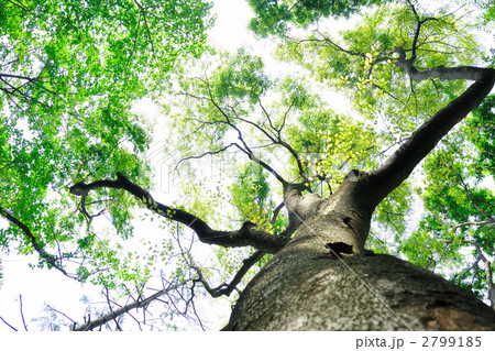 ケヤキの巨木 2799185