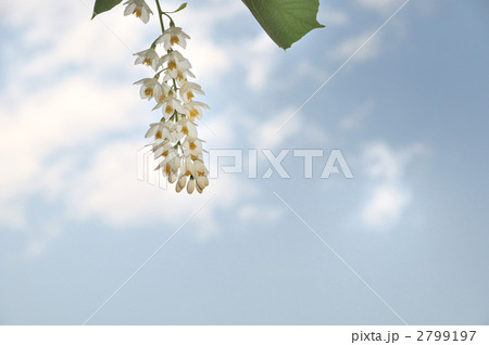 ハクウンボク 2799197