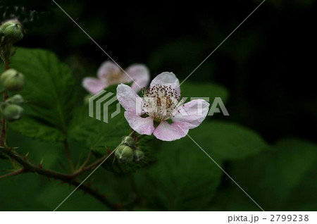 セイヨウヤブイチゴ 2799238