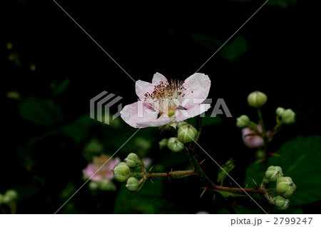 セイヨウヤブイチゴ セイヨウヤブイチゴ 2799247