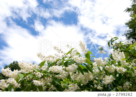 ウツギの花と空 2799262