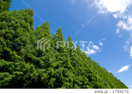 メタセコイアの新緑と空 2799270