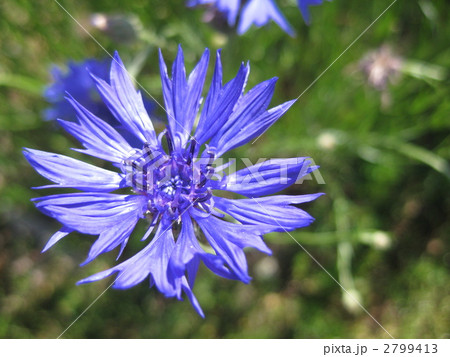 矢車草 2799413