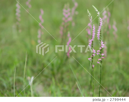 ネジバナ ネジバナ 2799444