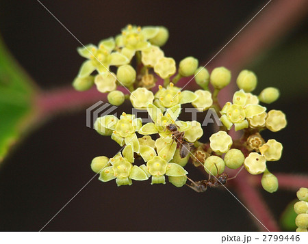 ノブドウの花とアリの写真素材