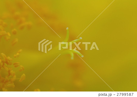 大輪金糸梅 2799587