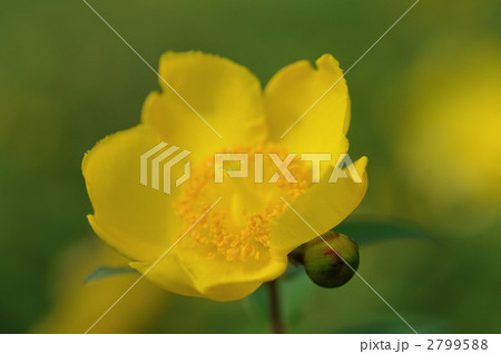 大輪金糸梅 2799588