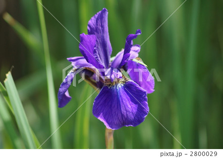 文目　アヤメで変換すると菖蒲か綾目になる 2800029