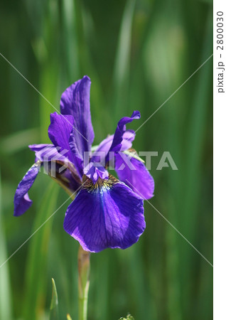 文目　アヤメで変換すると菖蒲か綾目になる 2800030