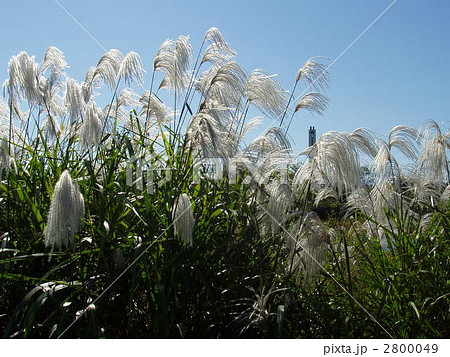 薄 秋の七草 薄 秋の七草 2800049