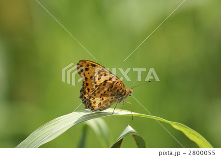褄黒豹紋　ツマグロヒョウモンと申します 2800055