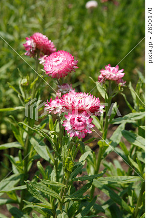 赤い貝殻草 2800170