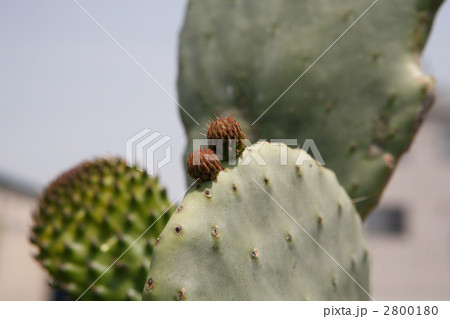 団扇仙人掌の新芽 2800180