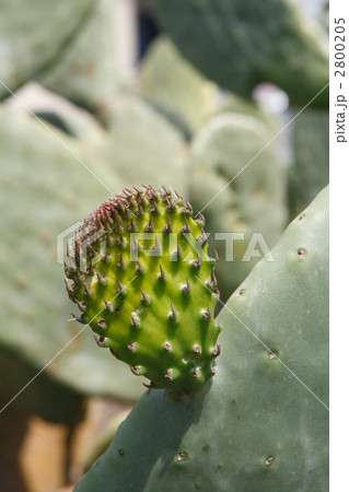 団扇仙人掌の新芽 2800205