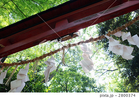 新緑バックの鳥居 2800374