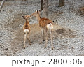 鹿の親子 2800506