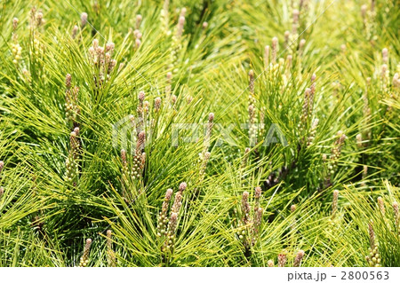 松葉のテクスチャ 松葉のテクスチャ 2800563