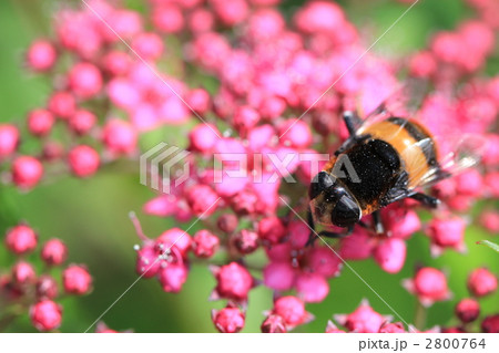 ハナアブ 2800764