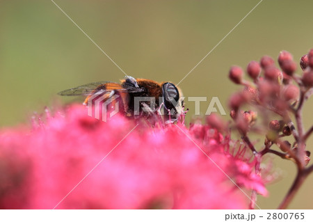 ハナアブ 2800765