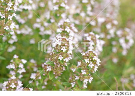 タイムの花　フレッシュハーブ 2800813