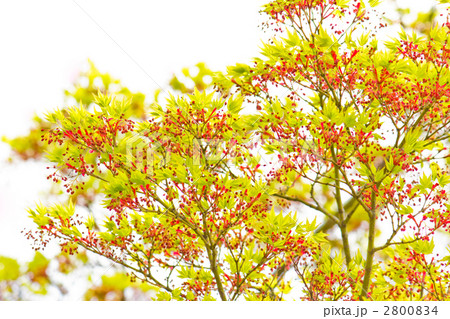 カエデの花 2800834