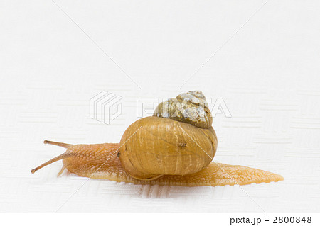 カタツムリ 2800848