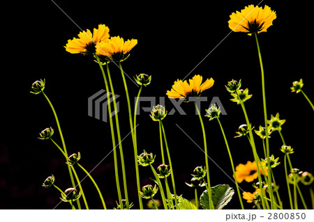 キンケイギク 2800850