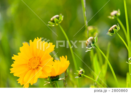 キンケイギク 2800860