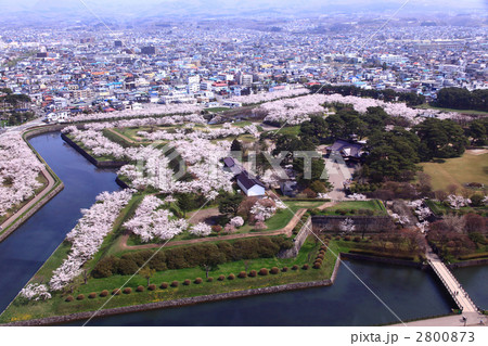 五稜郭と桜 五稜郭と桜 2800873