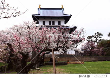 松前城と桜 2800881