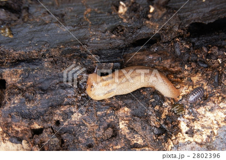 ナメクジ ナメクジ 2802396