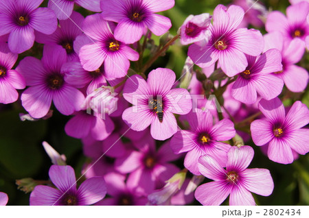 カタバミ カタバミ 2802434