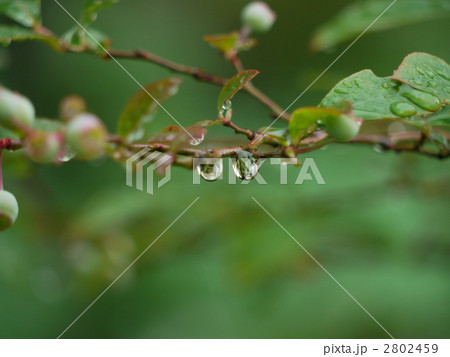 ブルーベリー　雨季 2802459