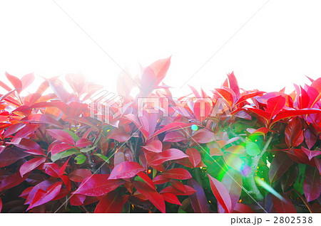 陽射し(ベニカナメモチの葉) 陽射し(ベニカナメモチの葉) 2802538