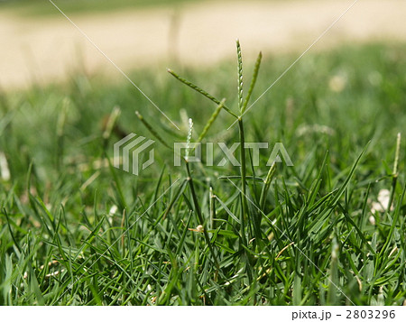 ティフトン芝の穂の写真素材