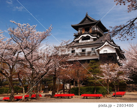 桜咲く犬山城 桜咲く犬山城 2803480