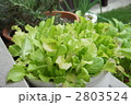 ベランダのベビーリーフ 2803524