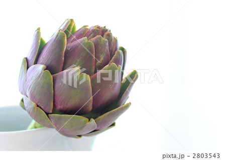 アーティチョーク アーティチョーク 2803543