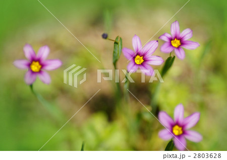 ハナゼキショウ 2803628