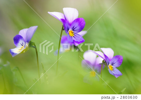 スミレ 2803630