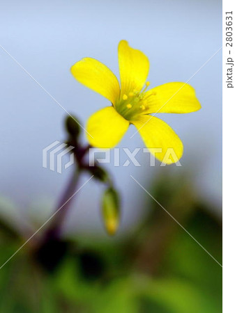 カタバミ 2803631