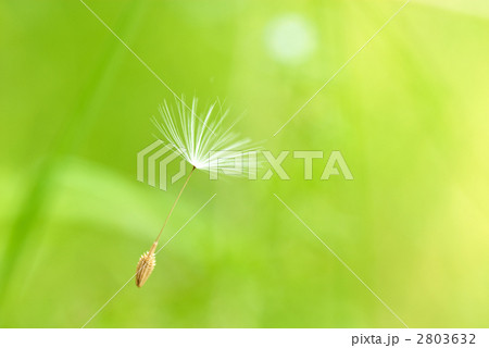 たんぽぽの旅立ち、パラシュート、種 2803632