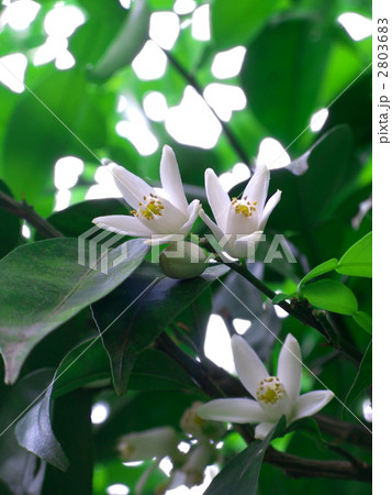 柚子の花 (縦カット) 2803683