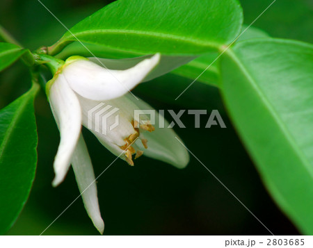 柚子の花 (横カット) 2803685