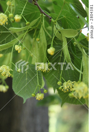 菩提樹 2804381