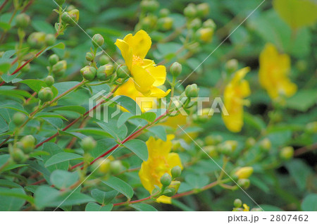 金糸梅の花と蕾 金糸梅の花と蕾 2807462