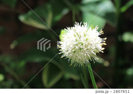 行者にんにくの花 2807651