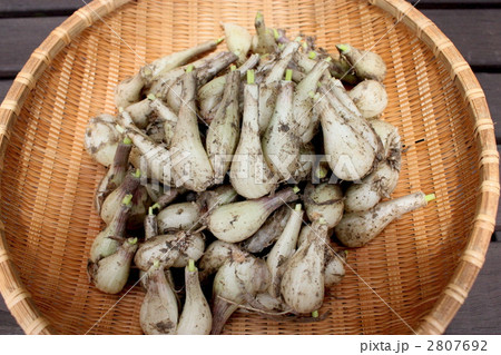 らっきょう らっきょう 2807692