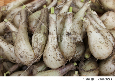 らっきょう 2807693