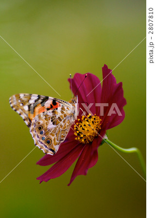 ヒメアカタテハとコスモス 2807810